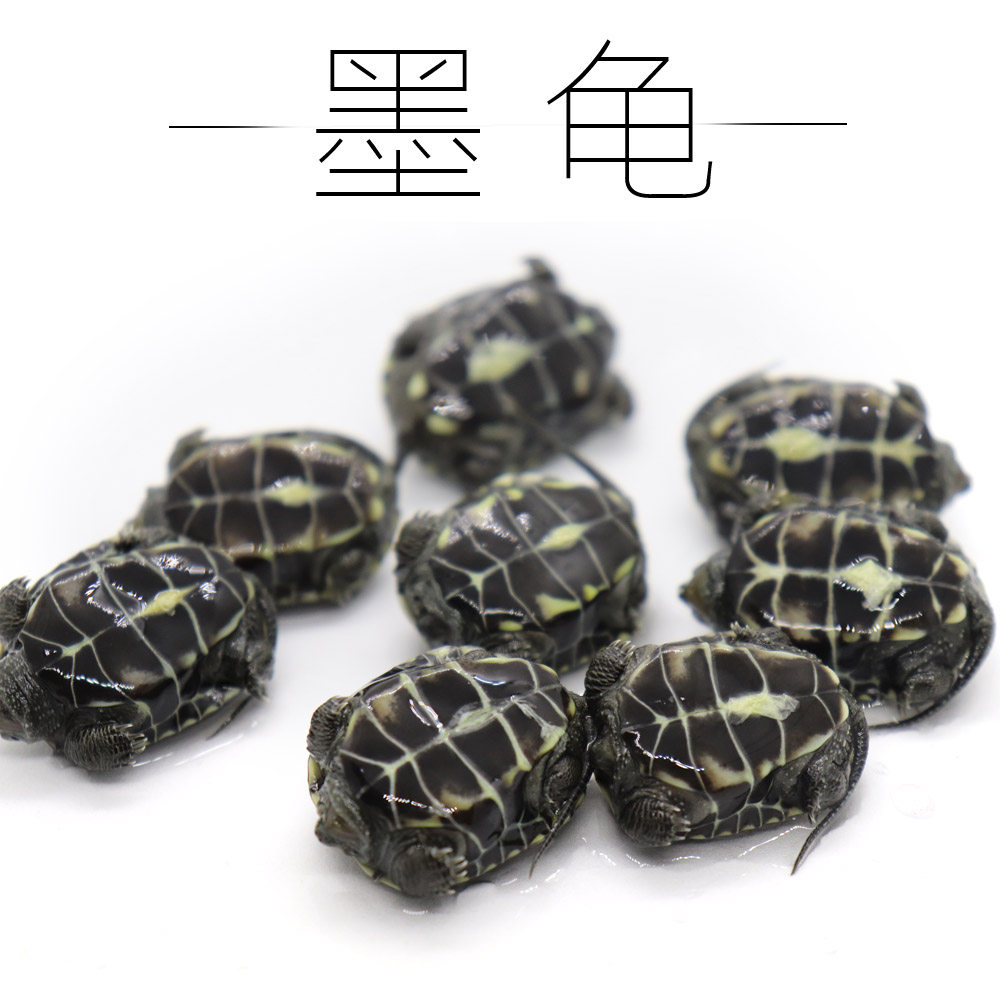 纯种墨龟苗全黑小乌龟黑腹外塘中华草龟活体深水观赏宠物顶墨活物,宠物/宠物食品及用品,龟/鳖,淘宝优惠券,粉丝福利购,淘宝优惠卷
