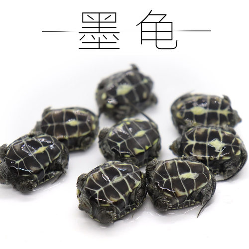 纯种墨龟苗全黑小乌龟黑腹外塘中华草龟活体深水观赏宠物顶墨活物
