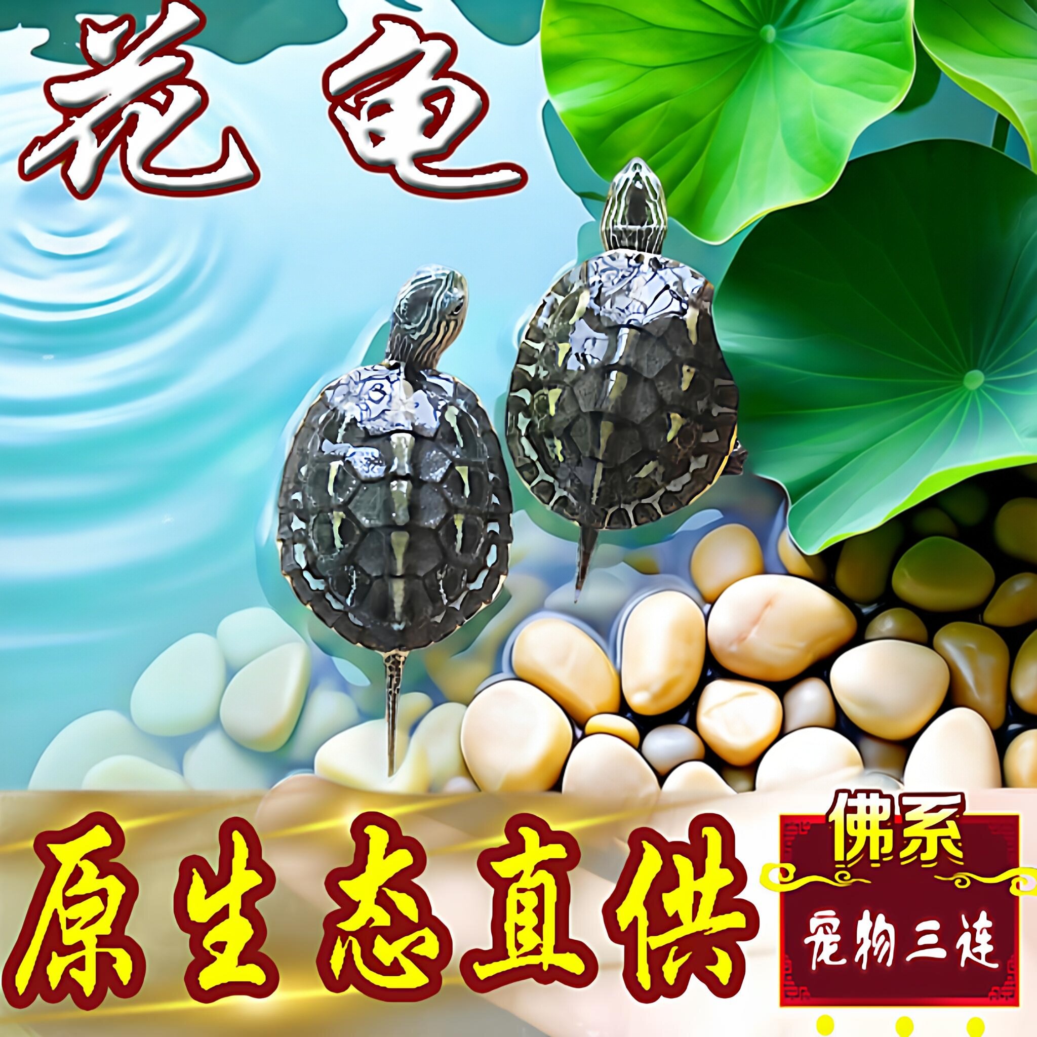 中华花龟小乌龟活物珍珠龟六线草龟活体花龟苗宠物水龟长寿观赏龟