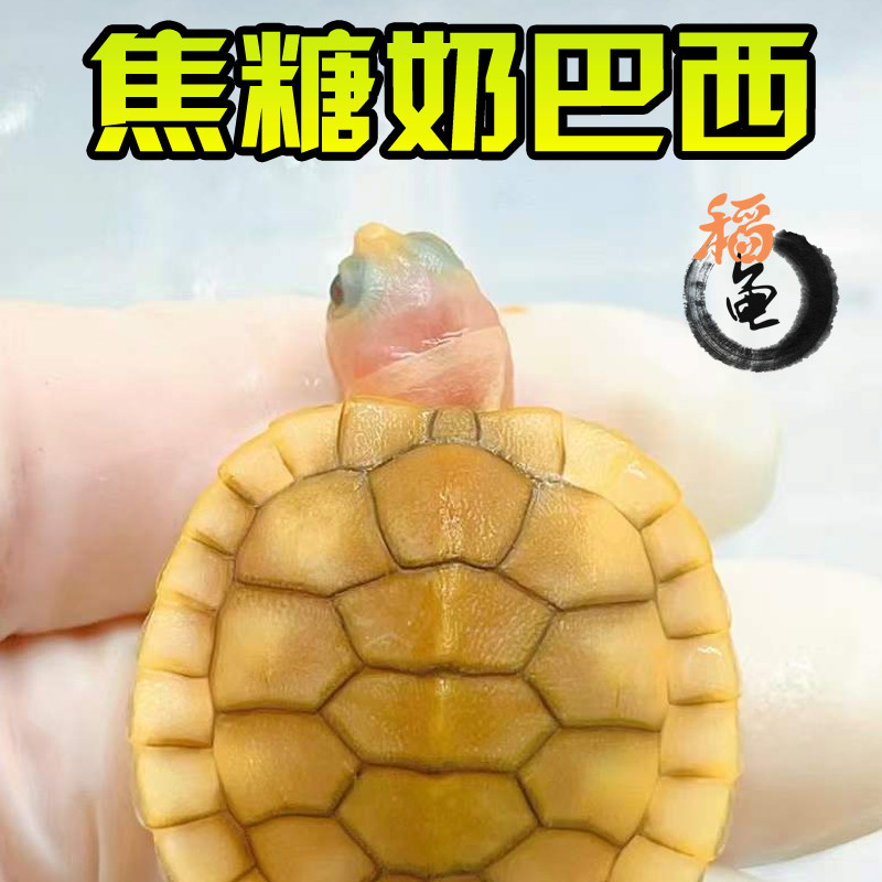 焦糖果冻巴西龟外塘冷水雪粉长寿网红宠物观赏白化变异乌龟活物体