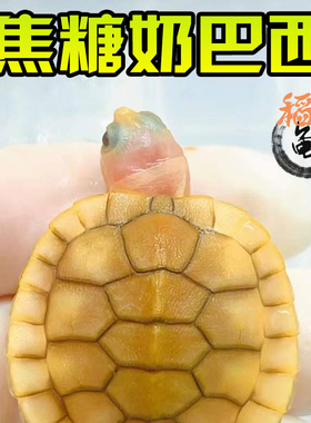 焦糖果冻巴西龟外塘冷水雪粉长寿网红宠物观赏白化变异乌龟活物体