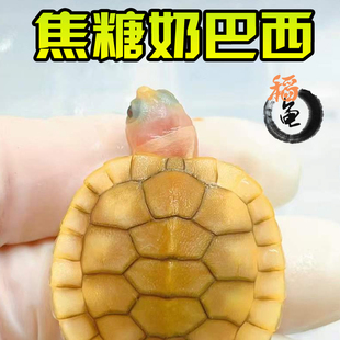 焦糖果冻巴西龟外塘冷水雪粉长寿网红宠物观赏白化变异乌龟活物体