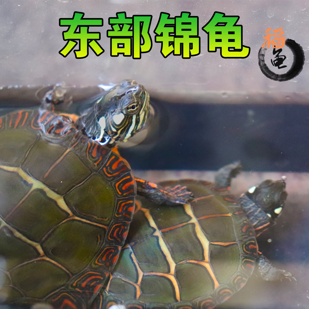 东锦东部锦龟苗深水龟小乌龟红纹西锦南锦龟活体宠物观赏外塘火焰