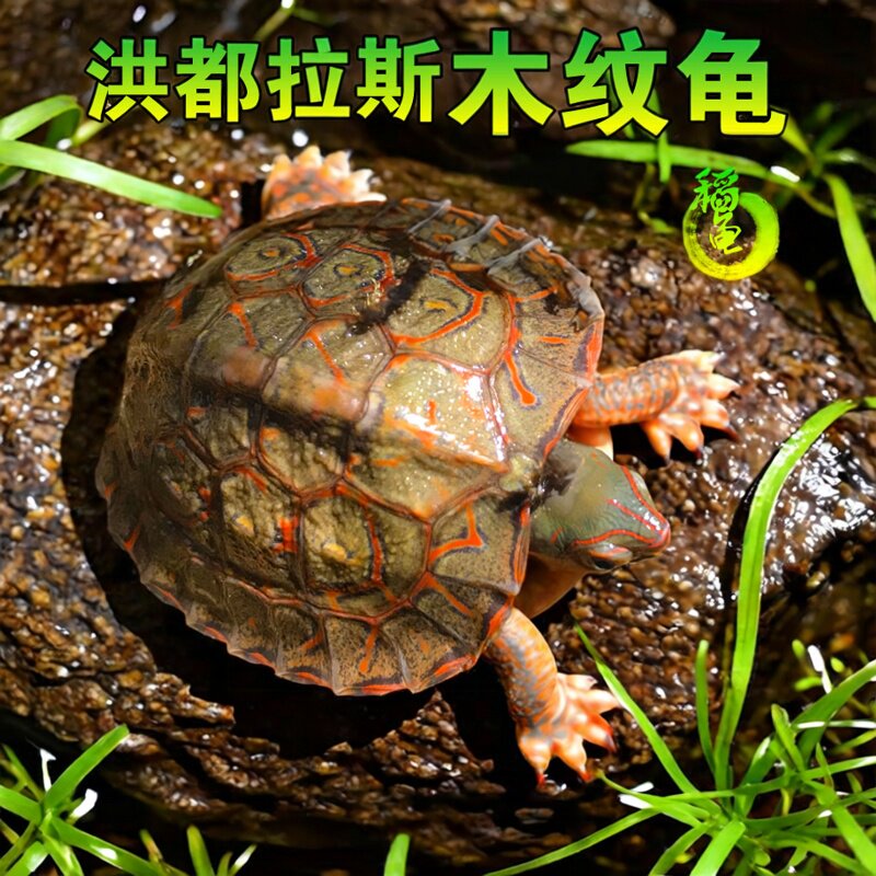 外塘养殖洪都拉斯木纹龟半水龟吃菜乌龟活物观赏素食水果浅水油彩
