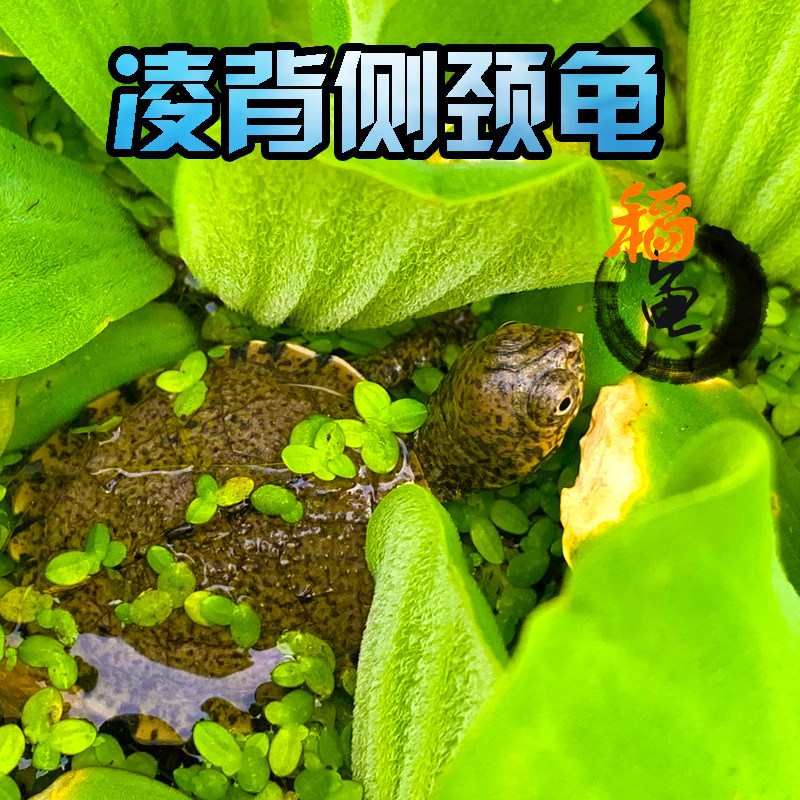 凌背侧颈龟锯齿侧颈龟西非好养互动性强深水鱼缸吃便观赏长颈乌龟