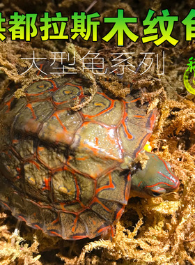 外塘养殖洪都拉斯木纹龟半水龟吃菜乌龟活物观赏素食水果浅水油彩