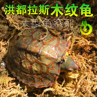 外塘养殖洪都拉斯木纹龟半水龟吃菜乌龟活物观赏素食水果浅水油彩