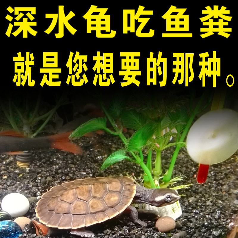 深水垃圾清洁火鱼缸头粪便乌龟