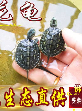 中华花龟小乌龟活物珍珠龟六线草龟活体花龟苗宠物水龟长寿观赏龟