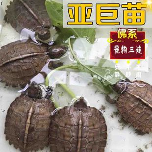 亚洲巨型龟亚巨乌龟观赏种龟苗草龟大型素食吃蔬菜水果半水龟宠物