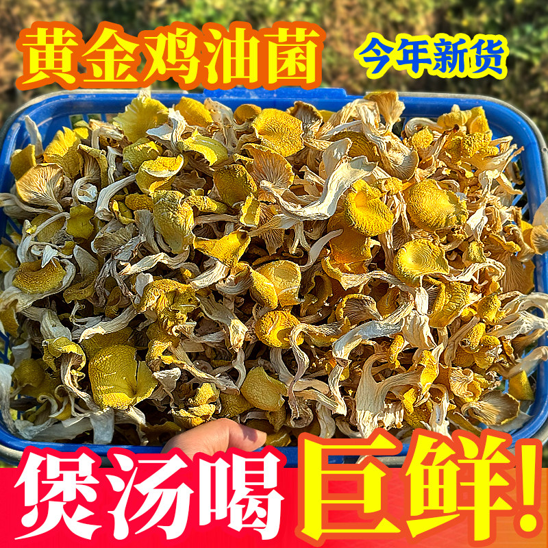 【煲汤巨鲜】头茬黄金鸡油菌