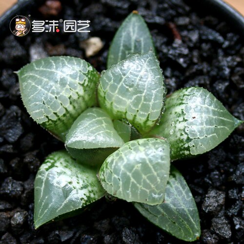 水晶寿多肉价格 水晶寿多肉图片 星期三
