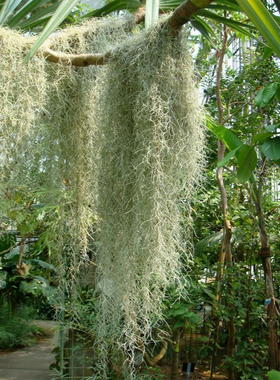 仿真老人须植毛空气草凤梨吊藤家居装饰壁挂绿植塑料假花多肉植物
