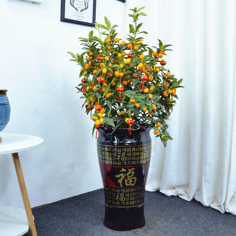 年桔盆栽带果年宵四季桔朱砂植物办公室金桔绿植广州供货直发香港,鲜花速递/花卉仿真/绿植园艺,大型绿植/成品组合盆栽,淘宝优惠券,粉丝福利购,淘宝优惠卷