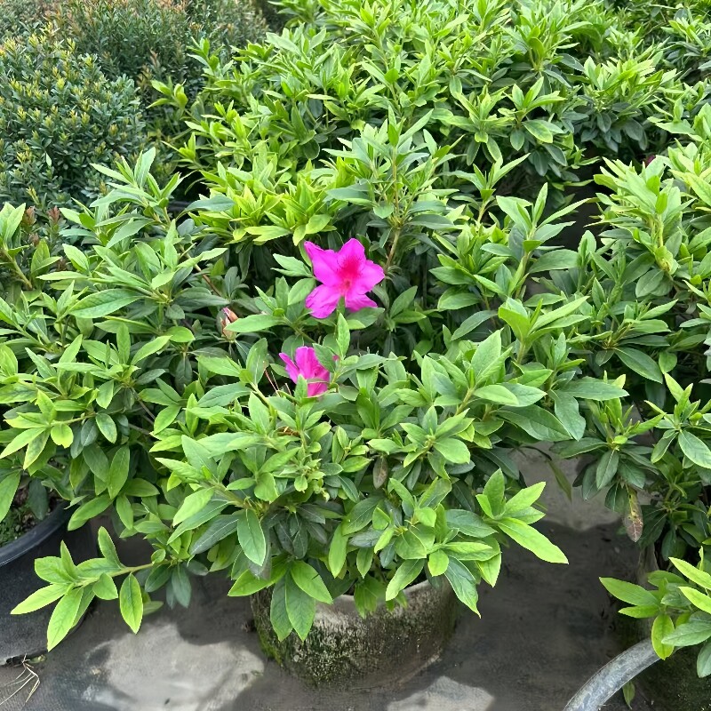毛杜鹃花苗盆栽春季开花阳台植物