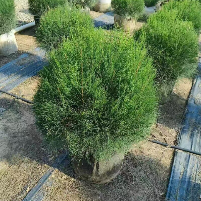 木麻黄树苗盆栽马尾松花园庭院阳台别墅露台造景球形植物直发香港