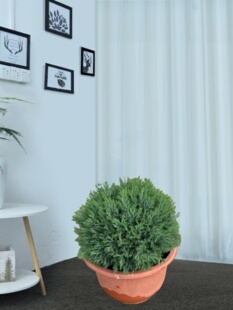 雾松球盆栽盆景绿植花卉阳台庭院别墅花园广州供货直发香港大植物