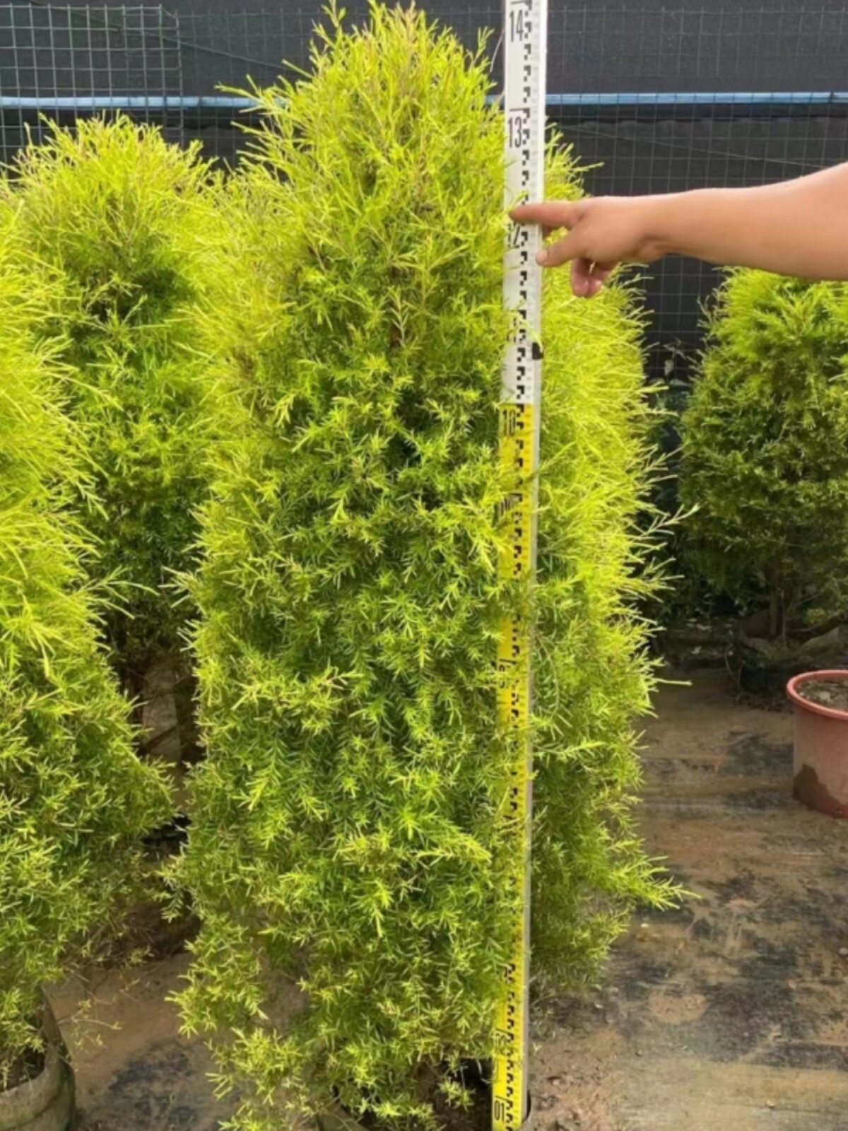 黄金香柳大植物千层金树庭院阳台花园别墅盆栽广州供货直发香港
