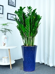 金钱树盆栽大植物室内客厅办公室大绿植开业乔迁广州供货直发香港