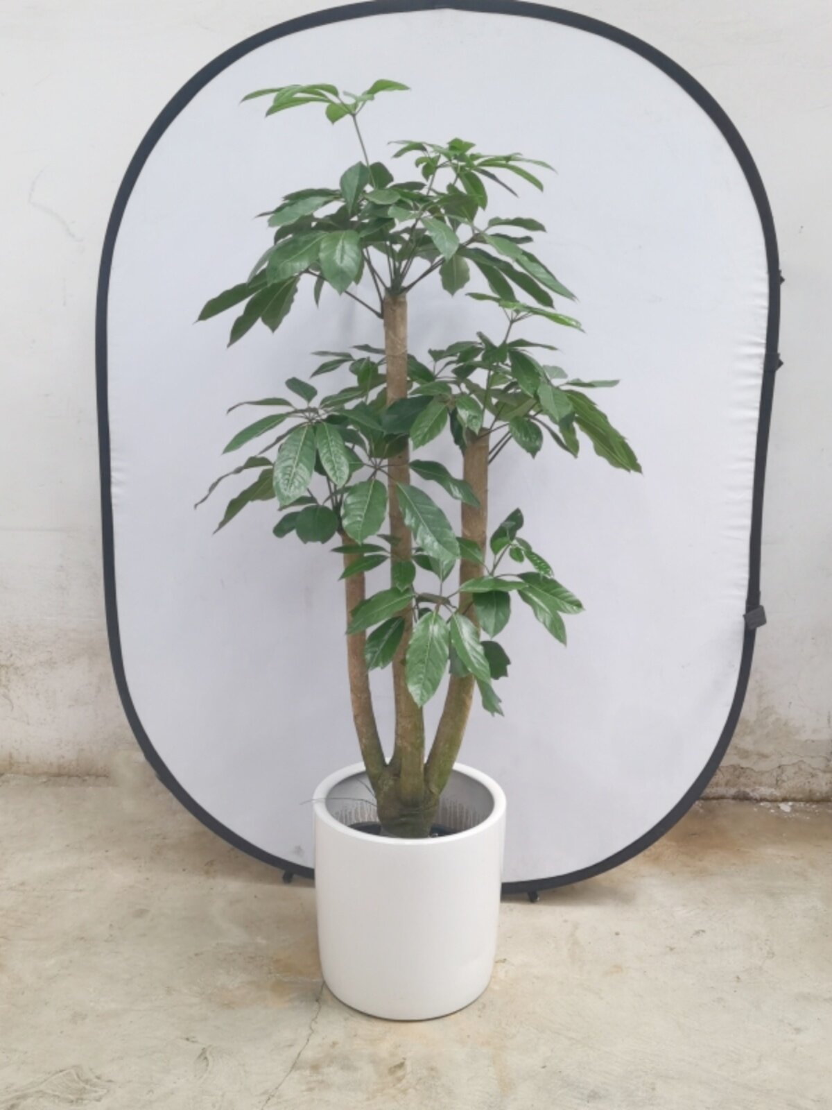 大叶伞植物盆栽招财树办公室客厅庭院大绿植广州供货直发香港植物