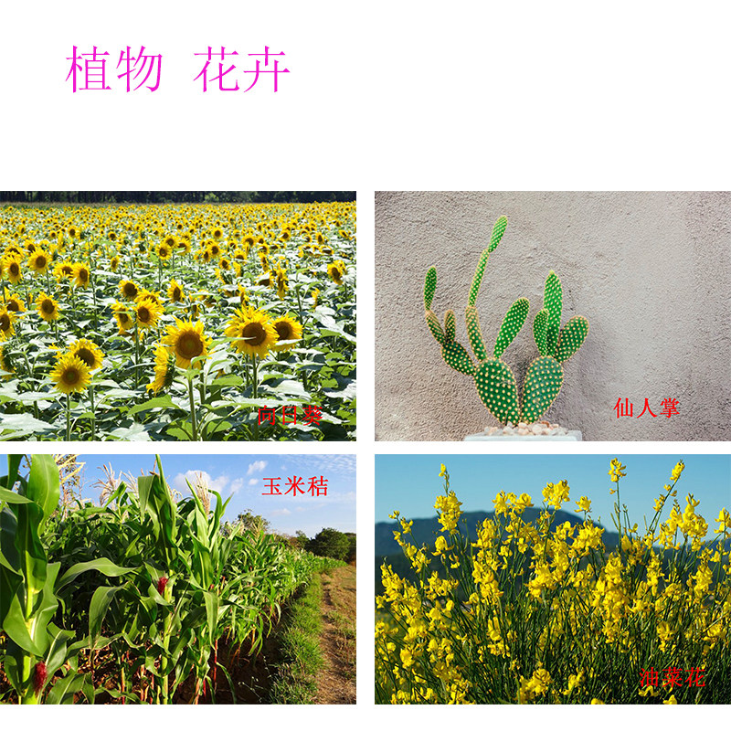 植物花卉名词自闭症aba教学卡片儿童康复训练孤独症语言发育迟缓