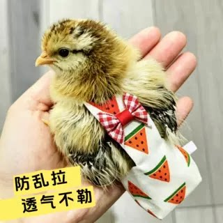 小鸡屎兜一次性雏鸡专用尿不湿粪兜可水洗小鸭芦丁鸡防乱拉穿戴式
