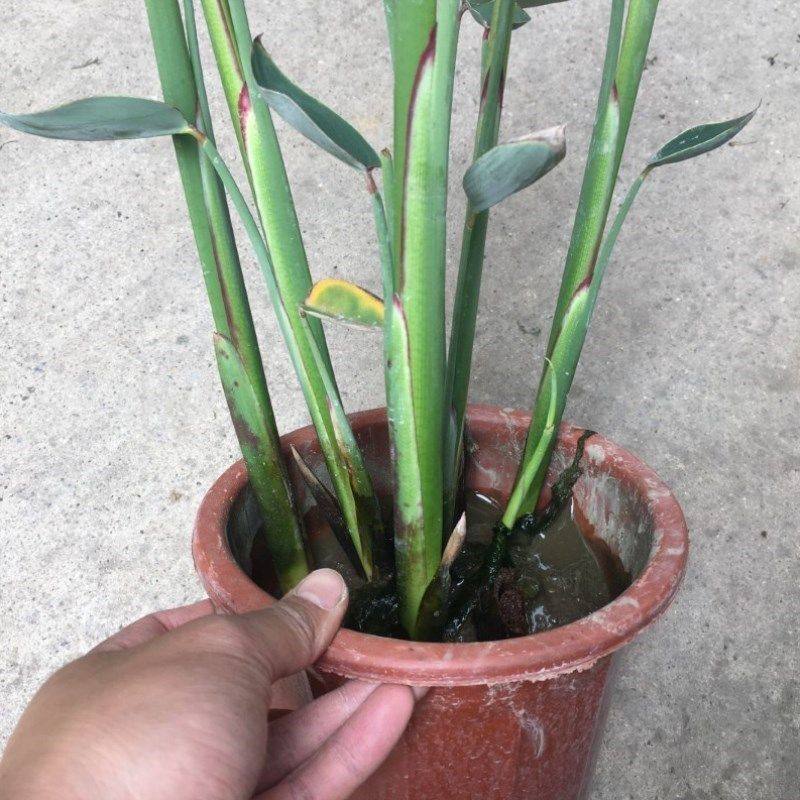 高档再力花盆栽绿植庭水质生河道生墅鱼池水花植物院x水别绿化奢