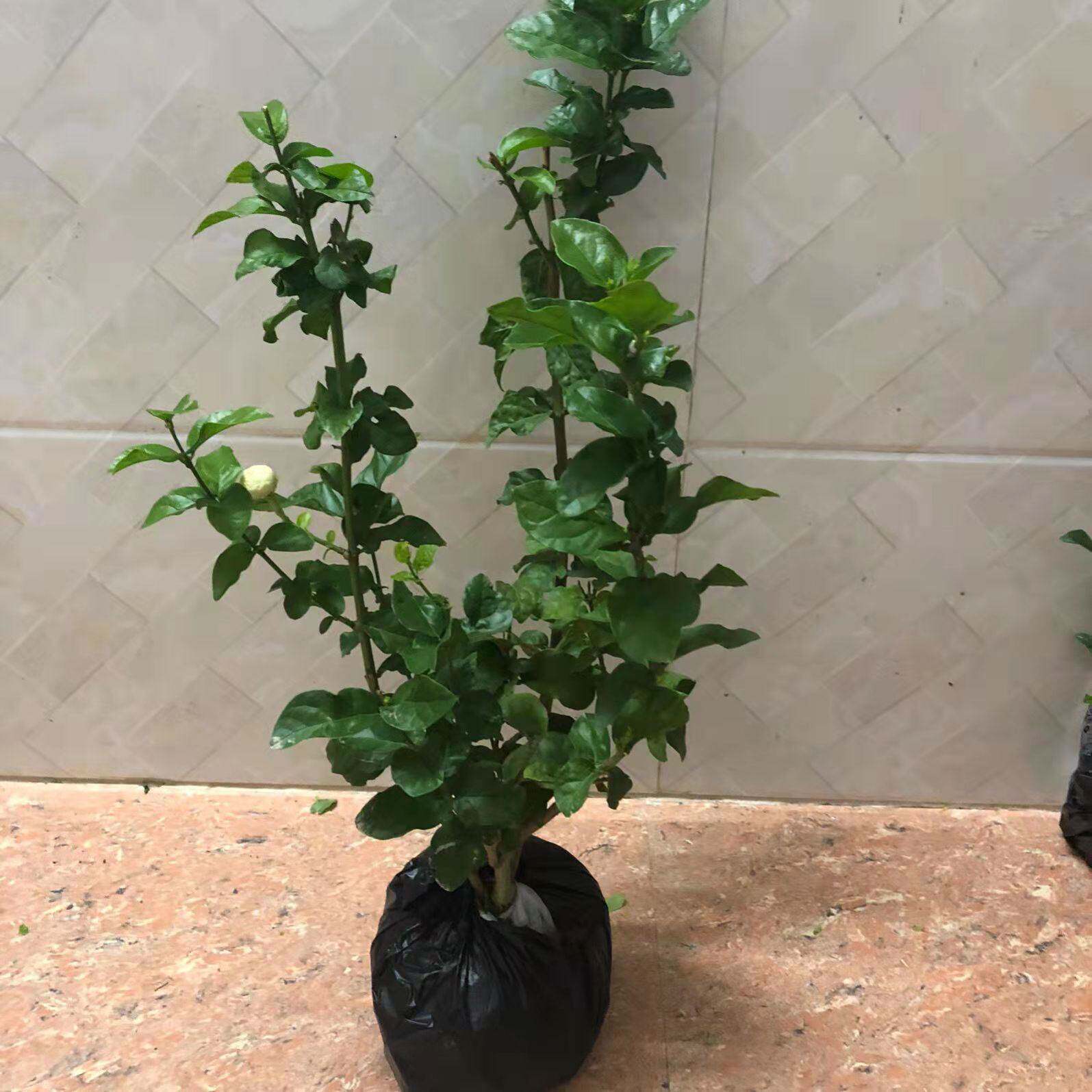 正宗三叶轮生虎头茉莉重瓣狮头茉莉阳台庭院盆栽芳香浓郁带花苞