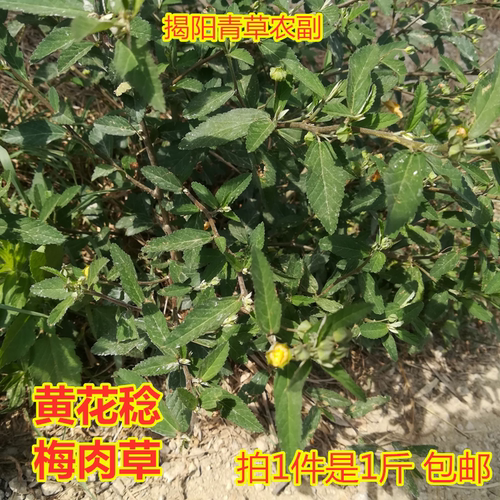 黄花稔梅肉草生拔毒小号虱母头