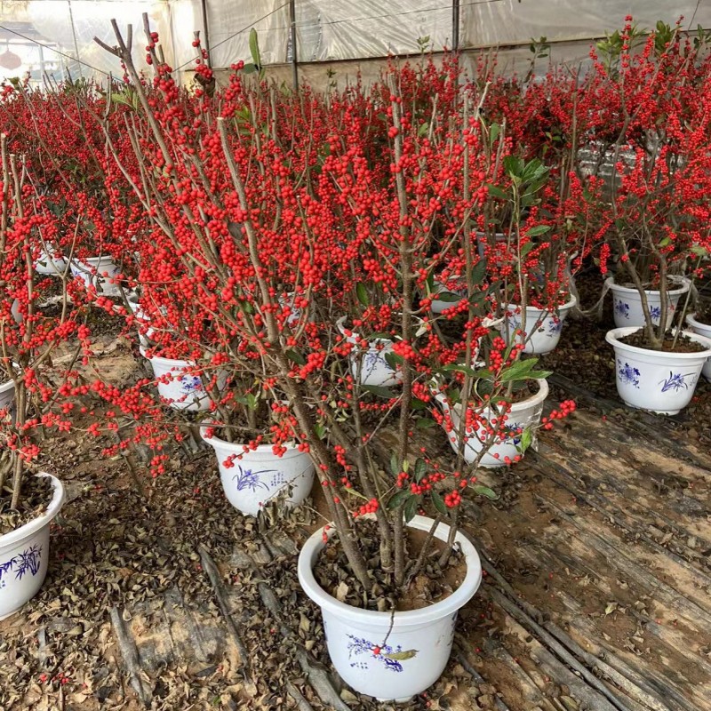 北美冬青树苗盆栽绿植南北方庭院阳台种植耐寒冬季带红果子发货