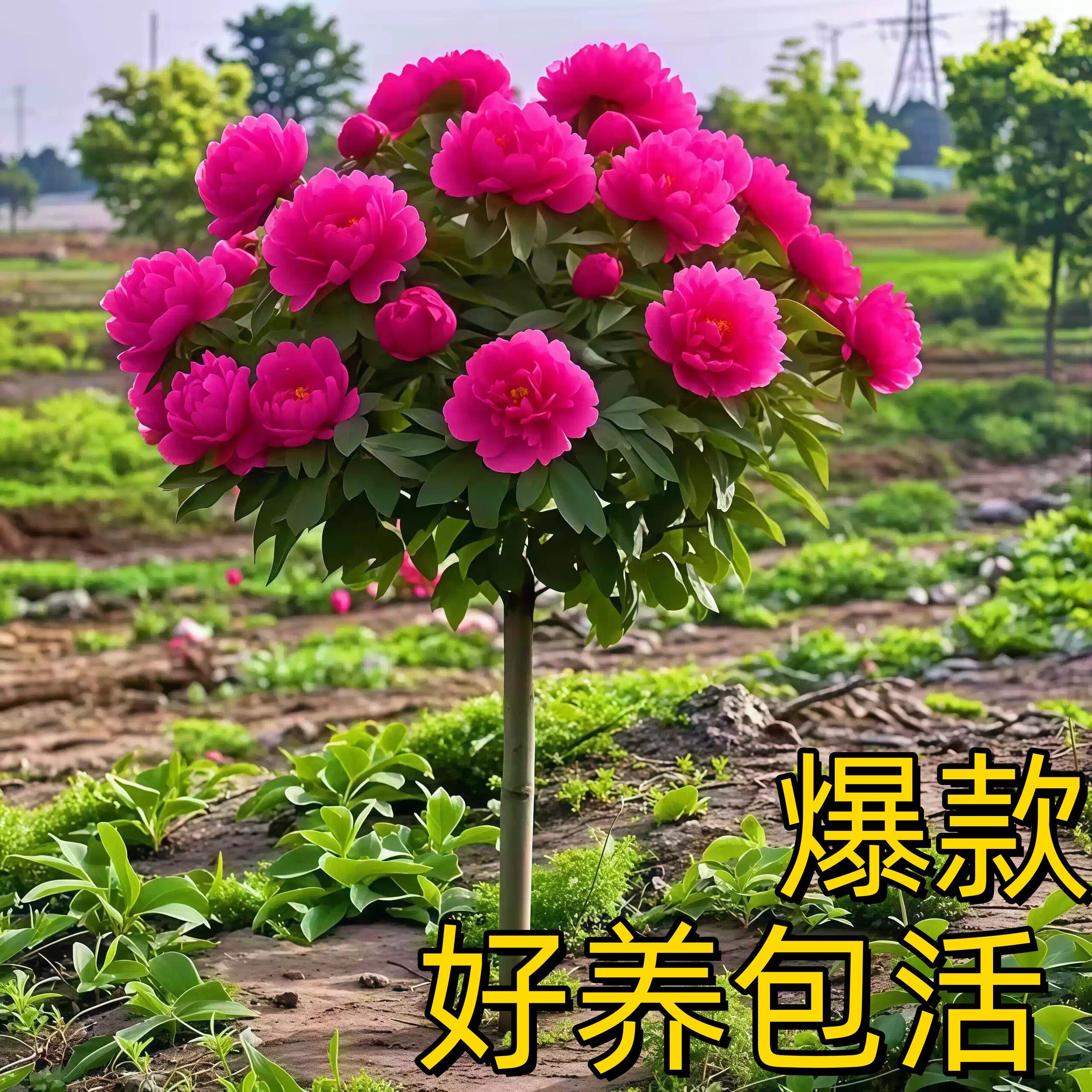 牡丹花树苗老桩四季南北图片