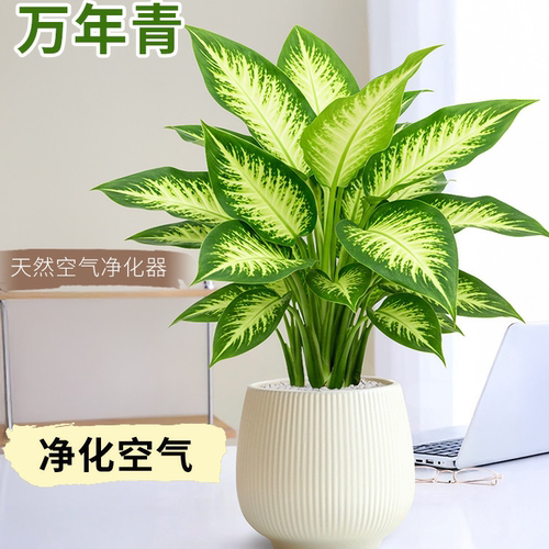 万年青盆栽绿植室内客厅