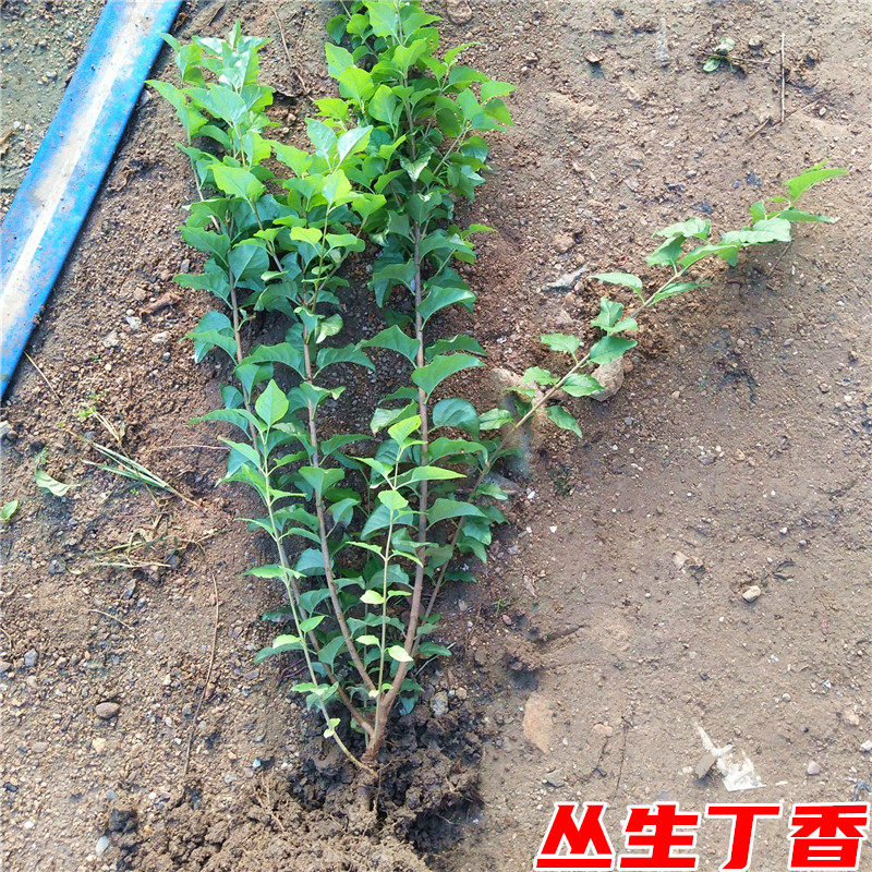 丛生丁香花树苗别墅庭院大型耐寒绿化浓香花卉风景树盆栽丁香花苗