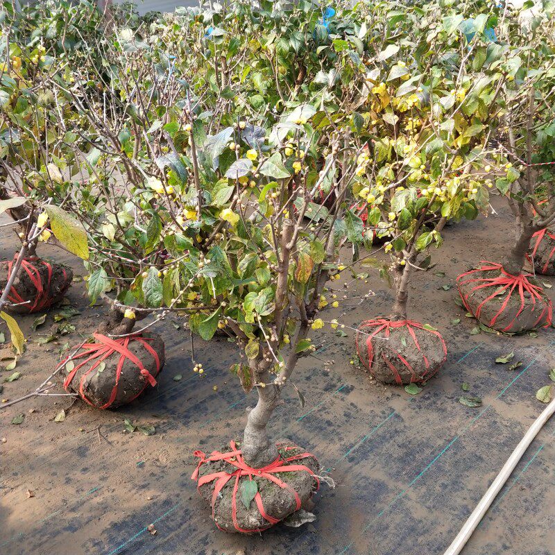 绿植腊梅花树桩庭院阳台盆栽