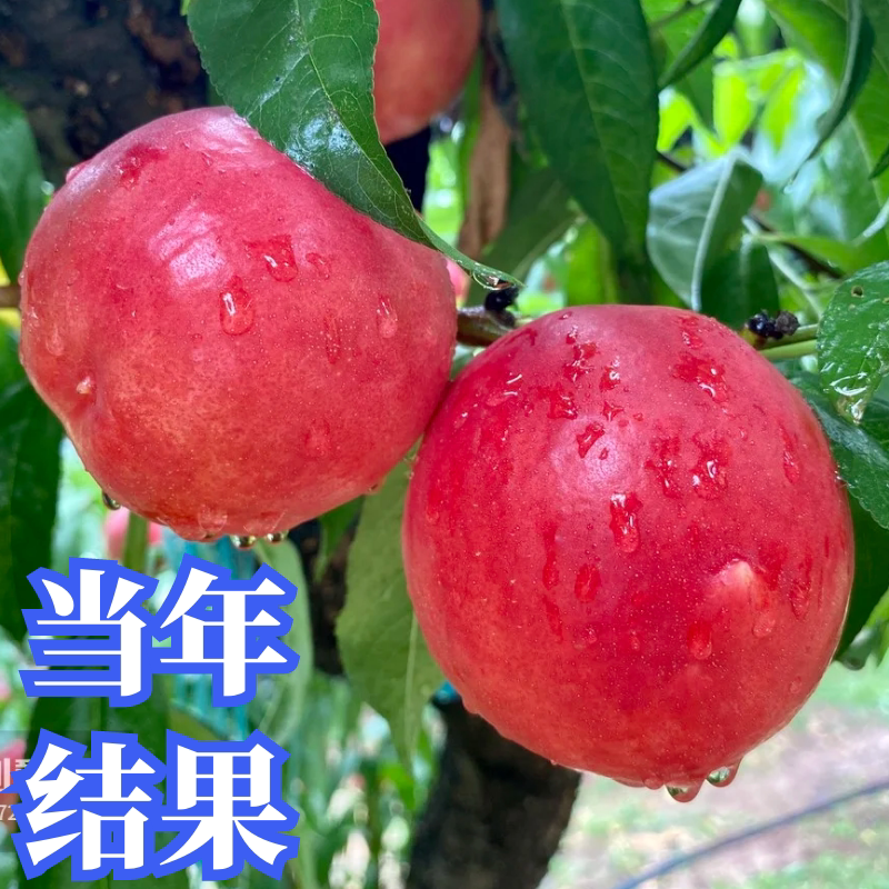 落叶水蜜桃树水蜜桃树果苗