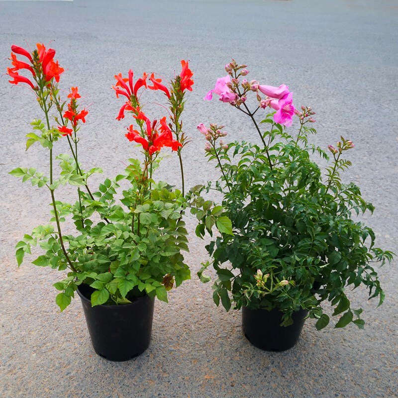 粉色爬藤植物好养阳台凌霄花苗图片