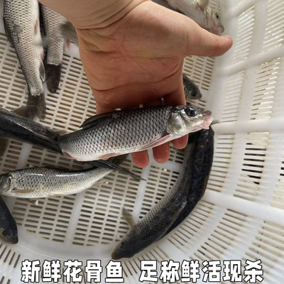 鲜活水产淡水鱼新鲜青竹鱼花骨鱼花菇鱼激浪鱼马鲫鸡骨鱼足称现杀
