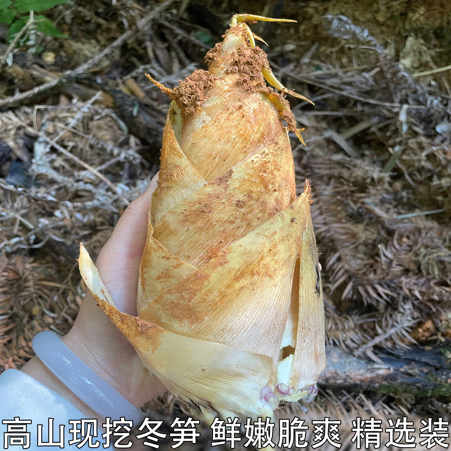 新鲜冬笋高山黄泥冬笋新鲜蔬菜整箱农家现挖野生竹笋楠竹笋嫩笋