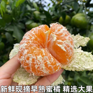 湖北宜昌蜜桔 青皮橘子早熟蜜桔子应季水果孕妇水果柑橘蜜橘包邮