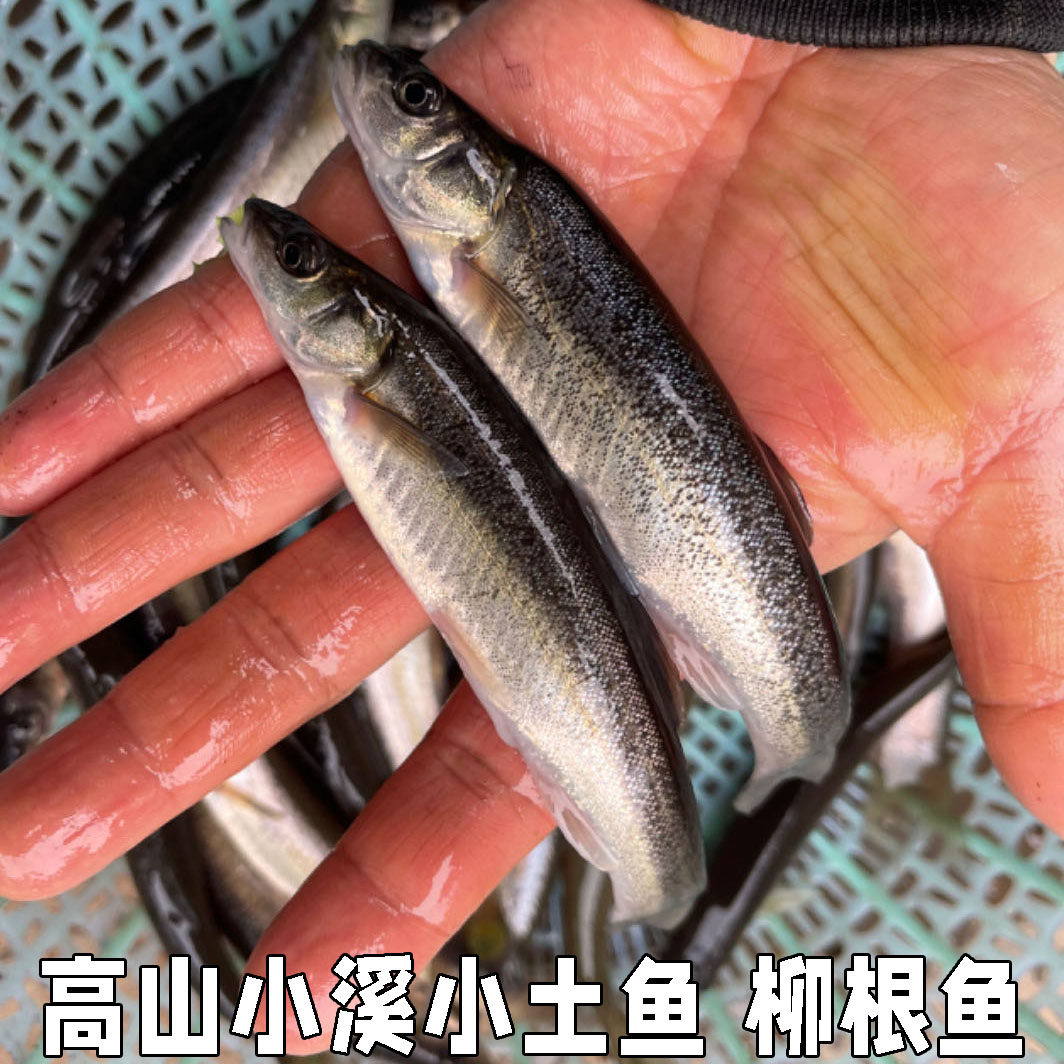 湖北高山小溪冷水鱼柳根鱼鲜活鱼鲜活水产小鱼生鲜小杂鱼小溪鱼