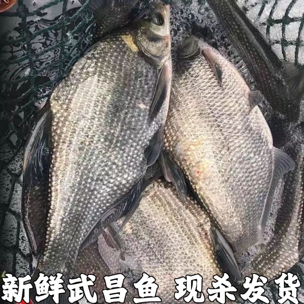 鳊鱼新鲜武昌鱼淡水鱼鲜活鳊鱼扁鱼新鲜湖北宜昌水库鱼直发包邮