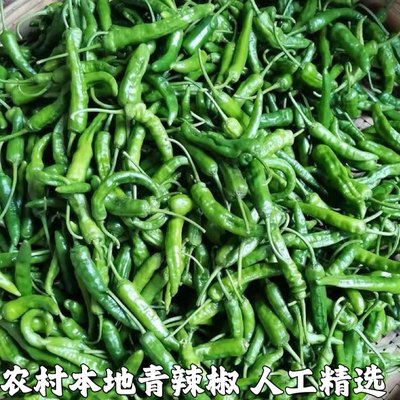 湖北宜昌新鲜辣椒特辣新鲜青辣椒特辣干椒辣椒青辣椒农家辣椒包邮