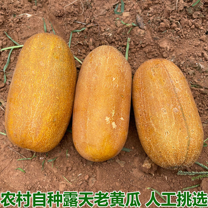 湖北农村自种本地老黄瓜黄皮黄瓜麻皮黄瓜农家新鲜蔬菜炖汤酸黄瓜