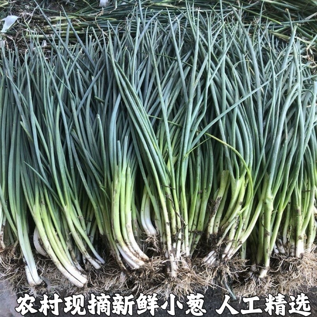 湖北农家自种小香葱农家小葱火葱香葱新鲜小香葱新鲜蔬菜包邮,水产肉类/新鲜蔬果/熟食,其它,淘宝优惠券,粉丝福利购,淘宝优惠卷