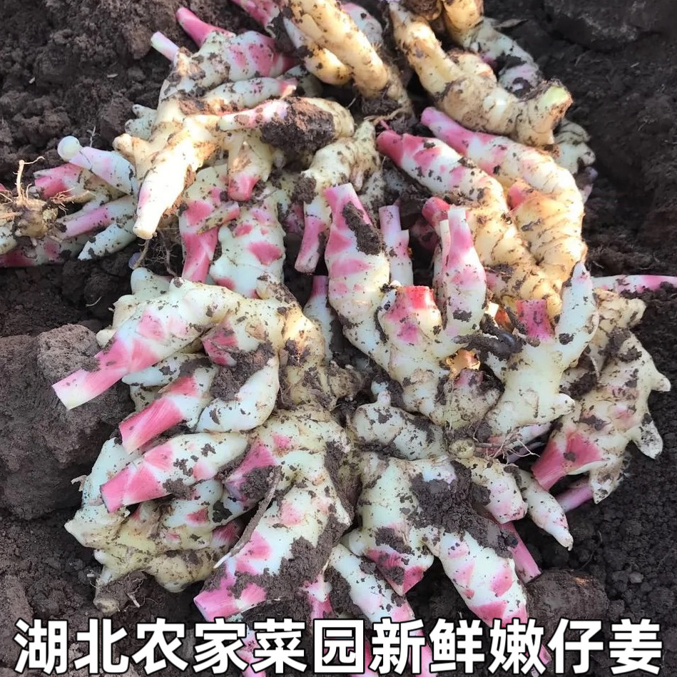 嫩仔姜新鲜仔姜芽嫩姜湖北