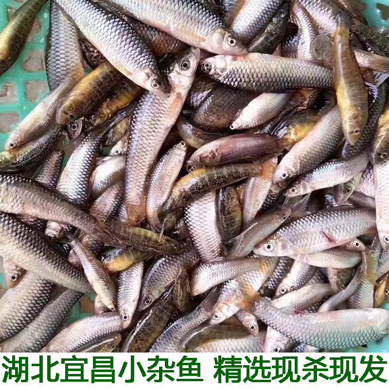 湖北宜昌淡水鱼小土鱼小麻鱼麦穗鱼现杀包邮小杂鱼小河鱼新鲜小鱼