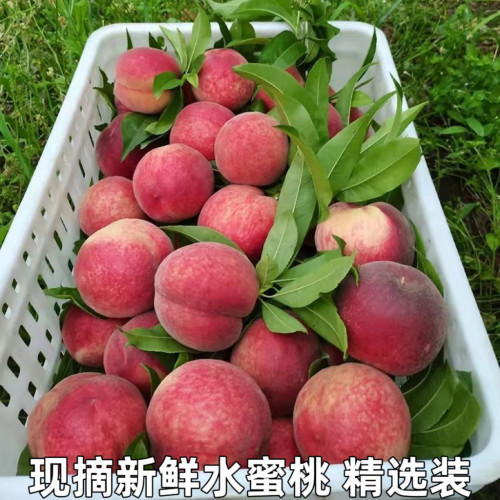 水蜜桃桃子水果新鲜当季整箱应季脆桃现摘水果毛桃现季包邮超甜