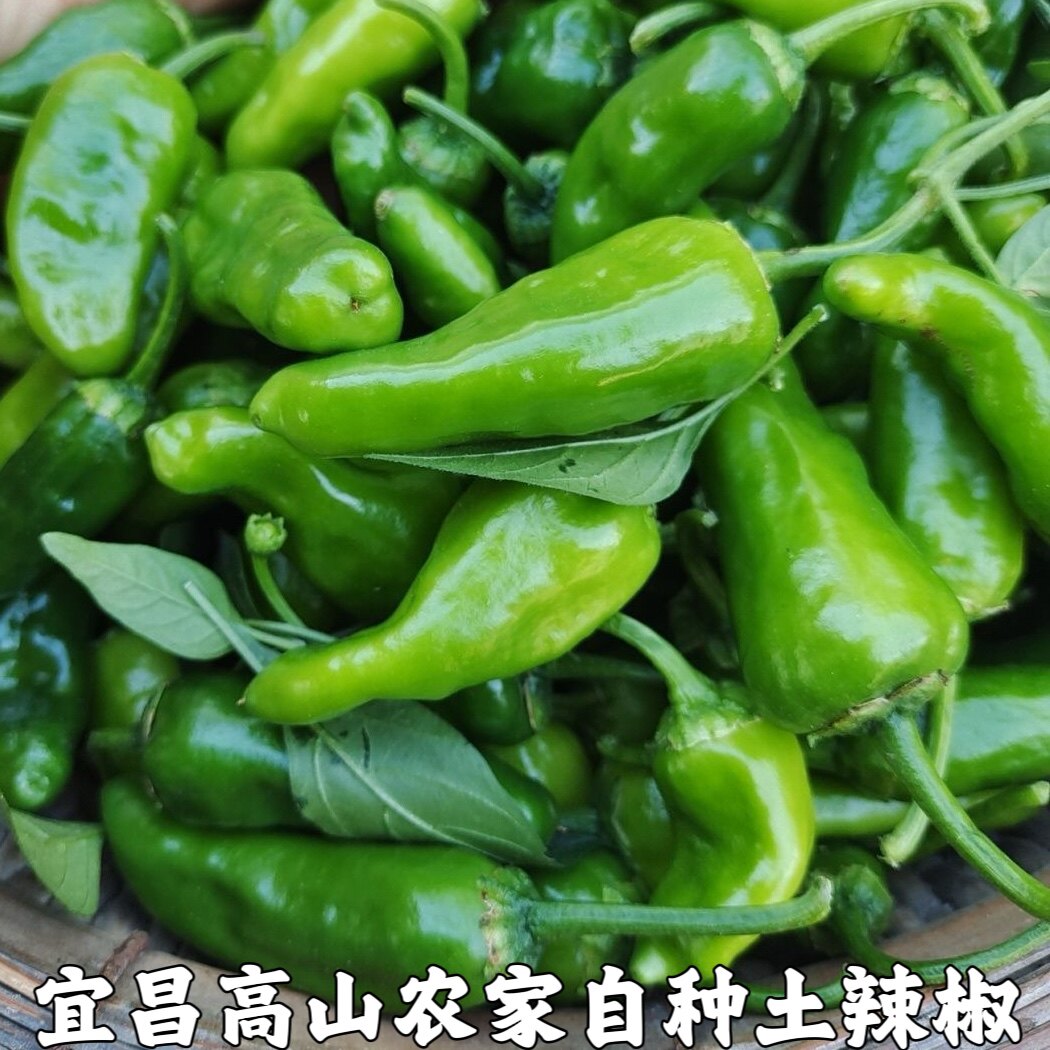 余干椒新鲜土辣椒超辣青椒本地辣椒薄皮辣椒湖北宜昌农家自种直销