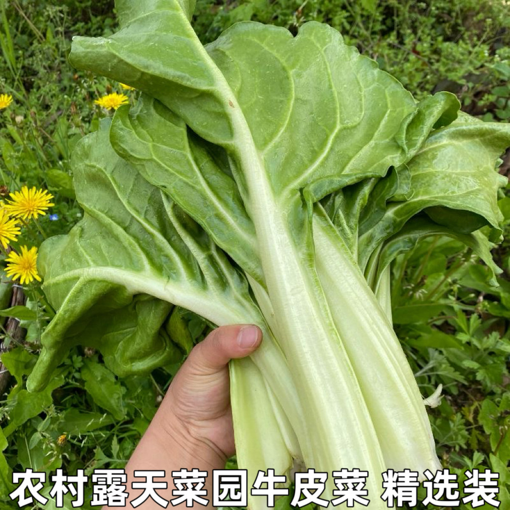 牛皮菜新鲜农家厚皮菜瓢儿菜青菜莙荙菜甜菜湖北宜昌南方时令蔬菜
