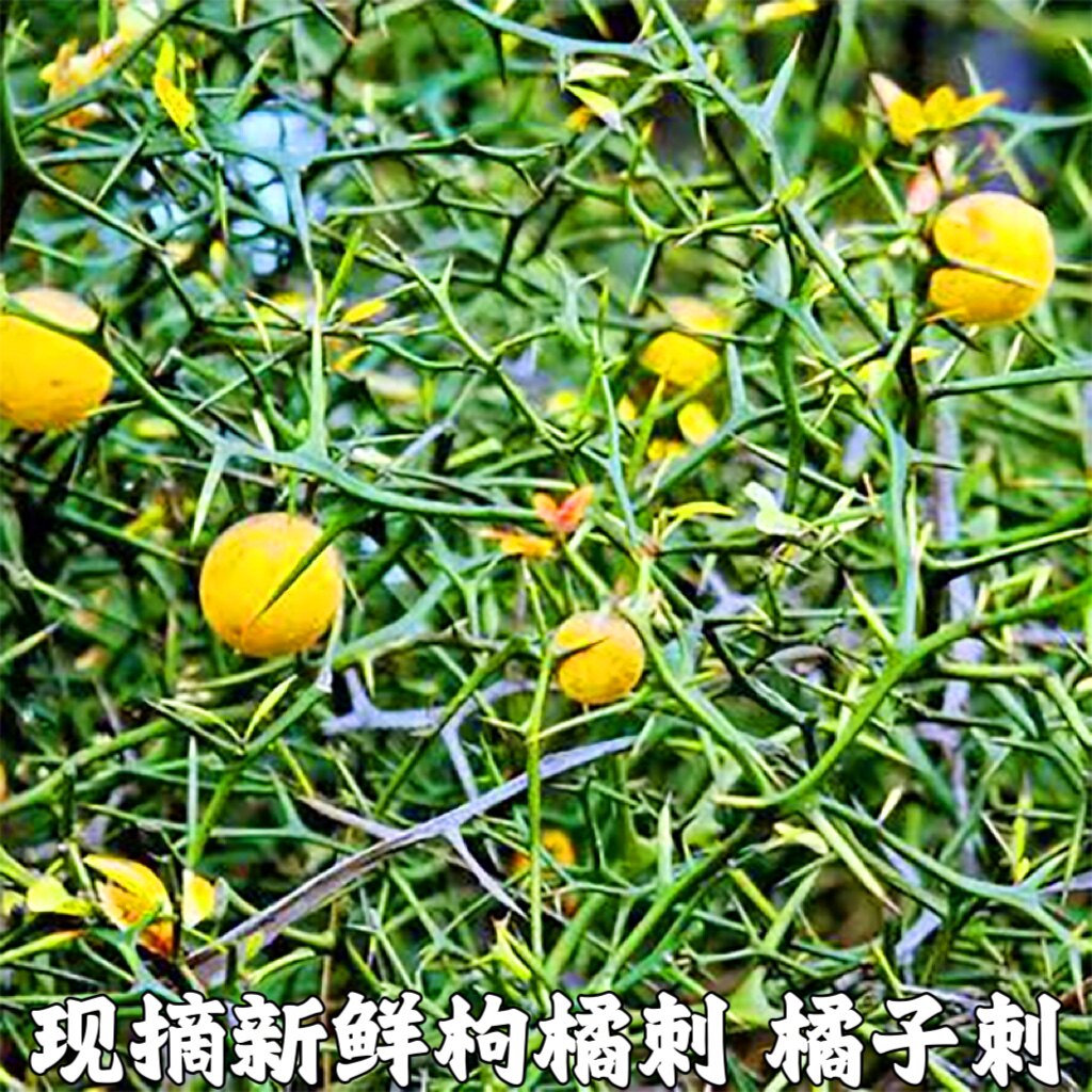 枸橘刺新鲜桔子刺臭橘刺现采积实刺枳壳苗柑桔刺橘子带刺可煮水